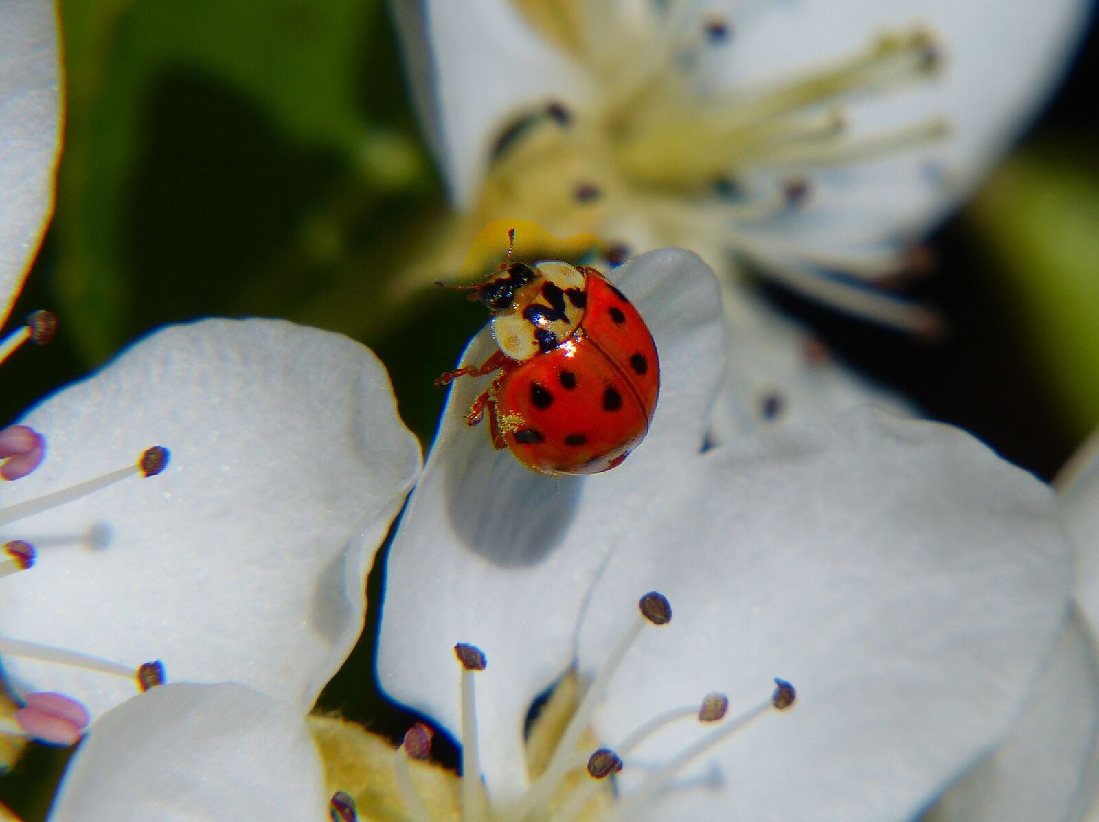Panasonic Lumix DMC-FZ200 sample photo. Ladybug, asian ladybug, lucky photography