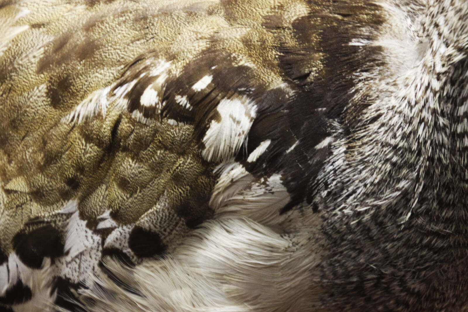 Canon EOS 7D Mark II sample photo. Animal, background, bird, feathers photography