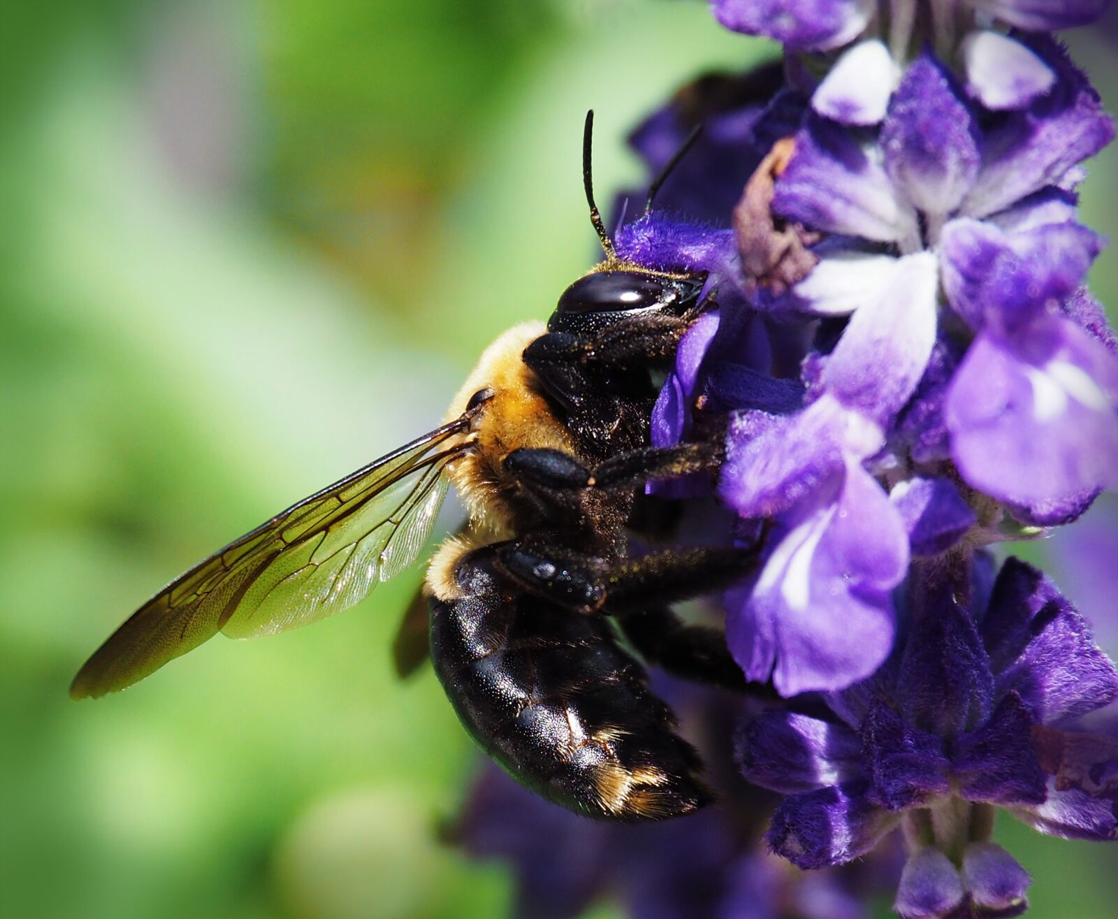 Olympus OM-D E-M10 II sample photo. Bee, nature, insect photography