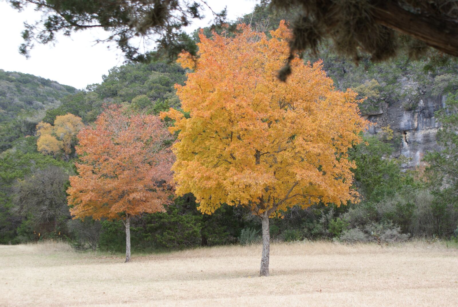 Sony Alpha DSLR-A200 sample photo. Lost maples state park photography