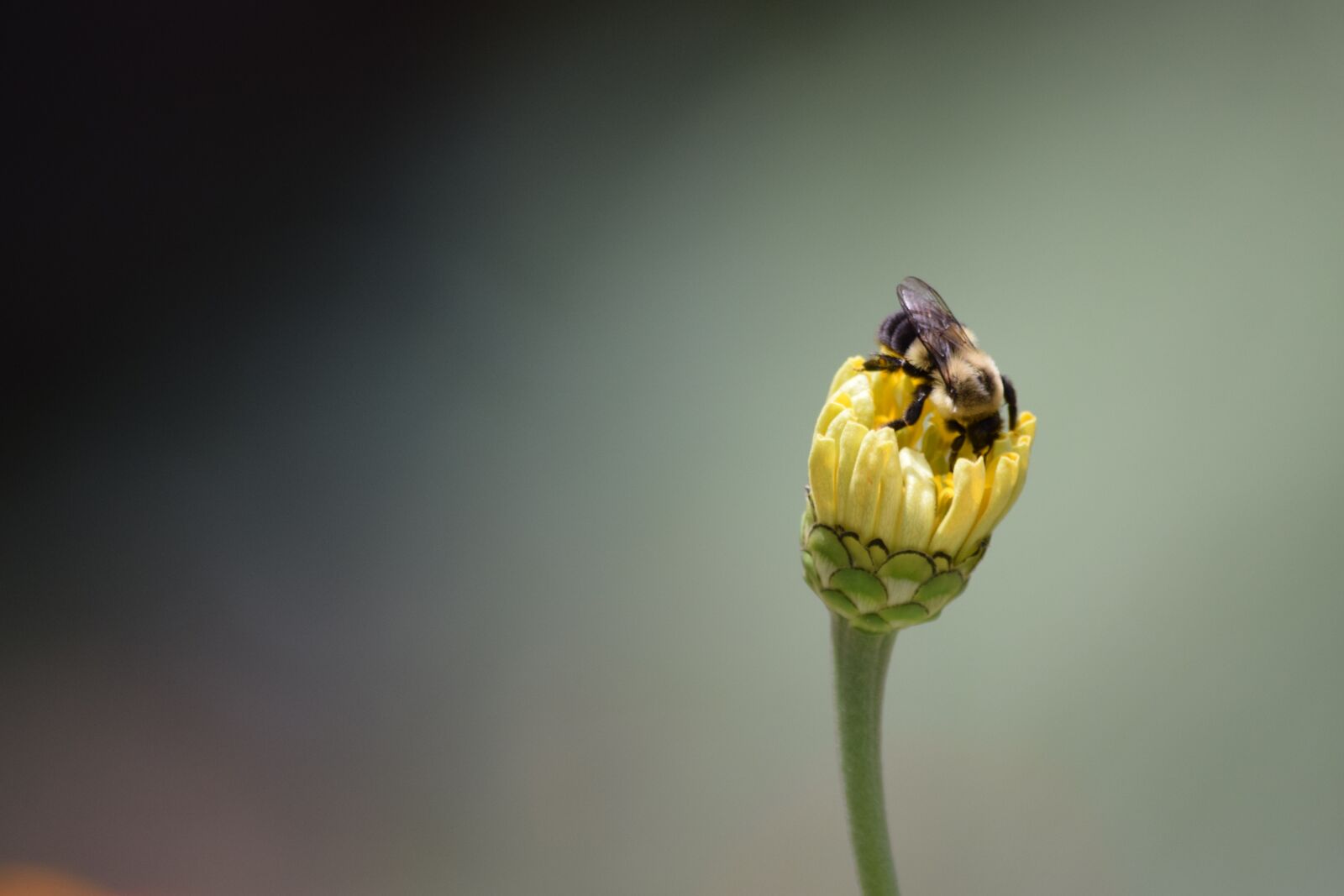 Nikon D3300 sample photo. Yellow flower, zinnia, bee photography