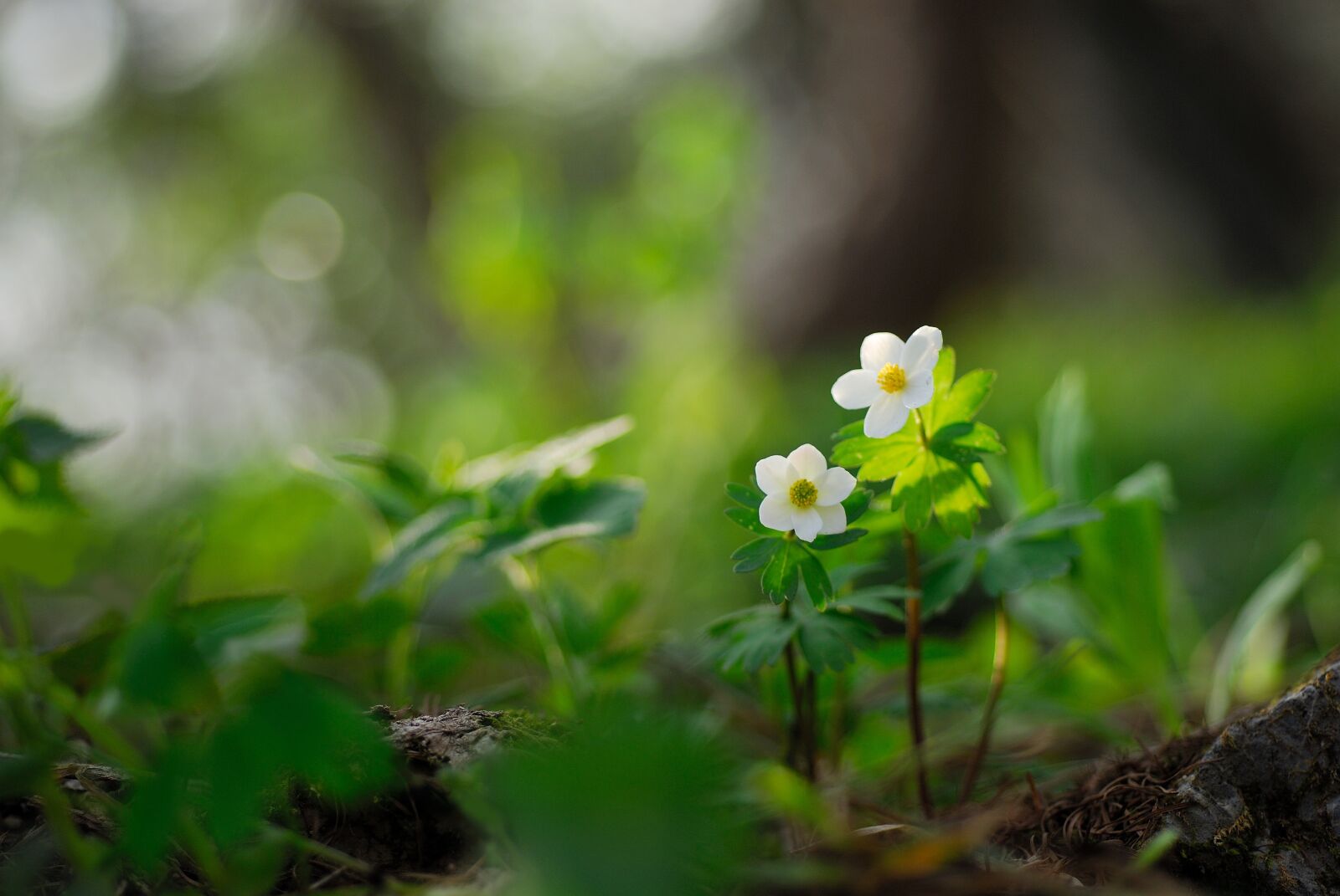Nikon D200 sample photo. Widower wind flower, wildflower photography
