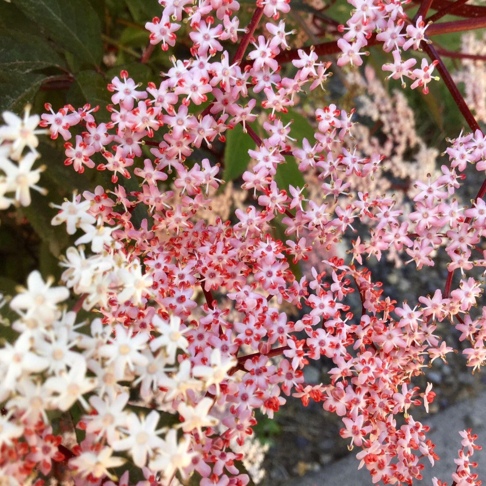 iPod touch back camera 3.3mm f/2.4 sample photo. Flowers, pink, white photography