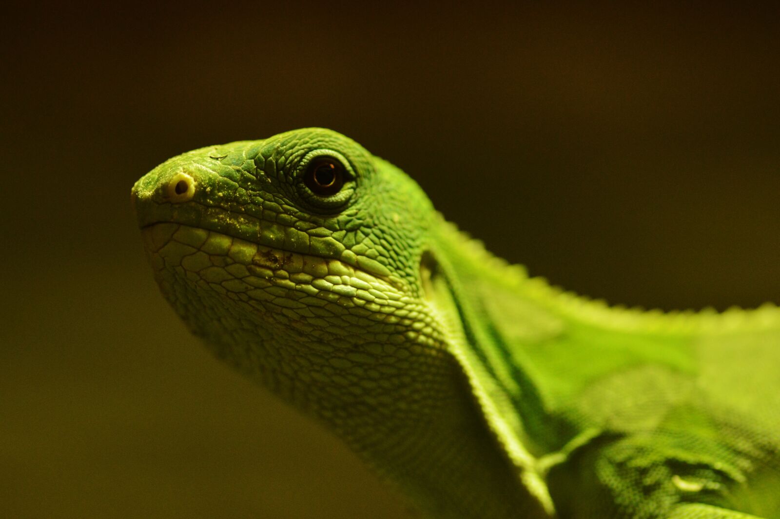Nikon D3200 sample photo. Lizard, reptile, animal photography