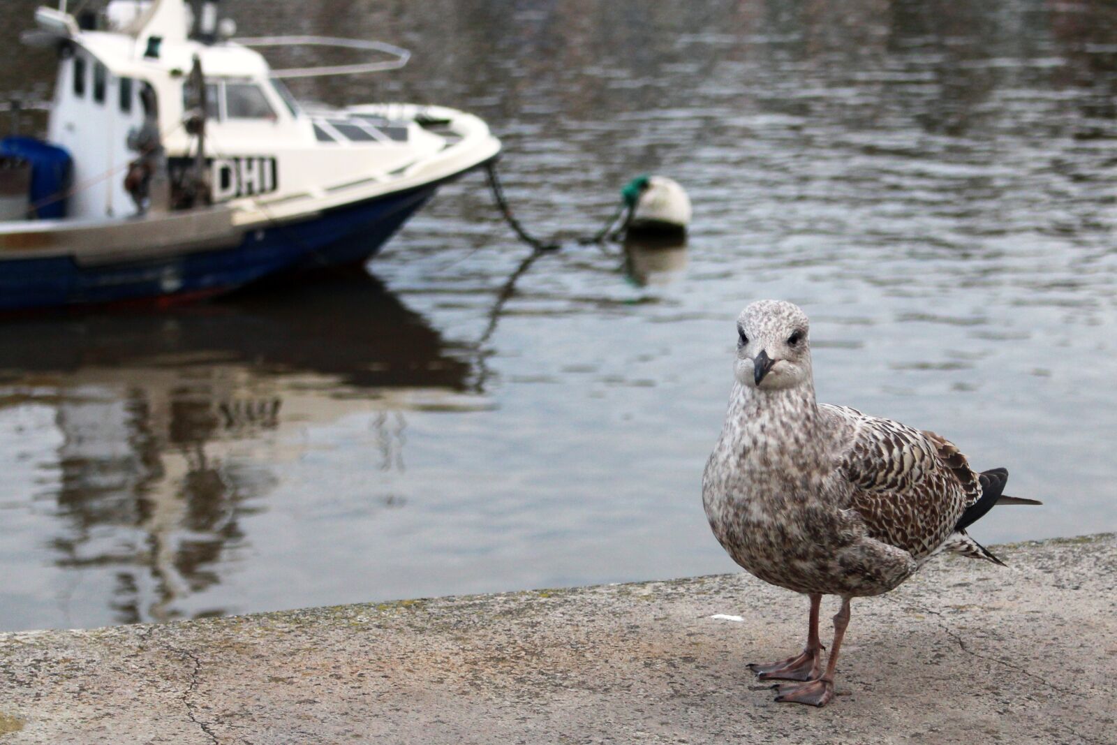 Canon EOS 700D (EOS Rebel T5i / EOS Kiss X7i) sample photo. Seagull, bird, sea photography