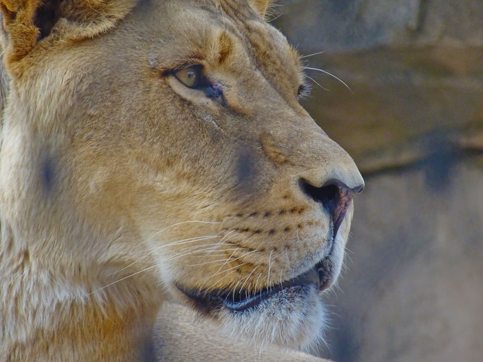 Sony DSC-HX60 sample photo. Lion, feline, zoo photography