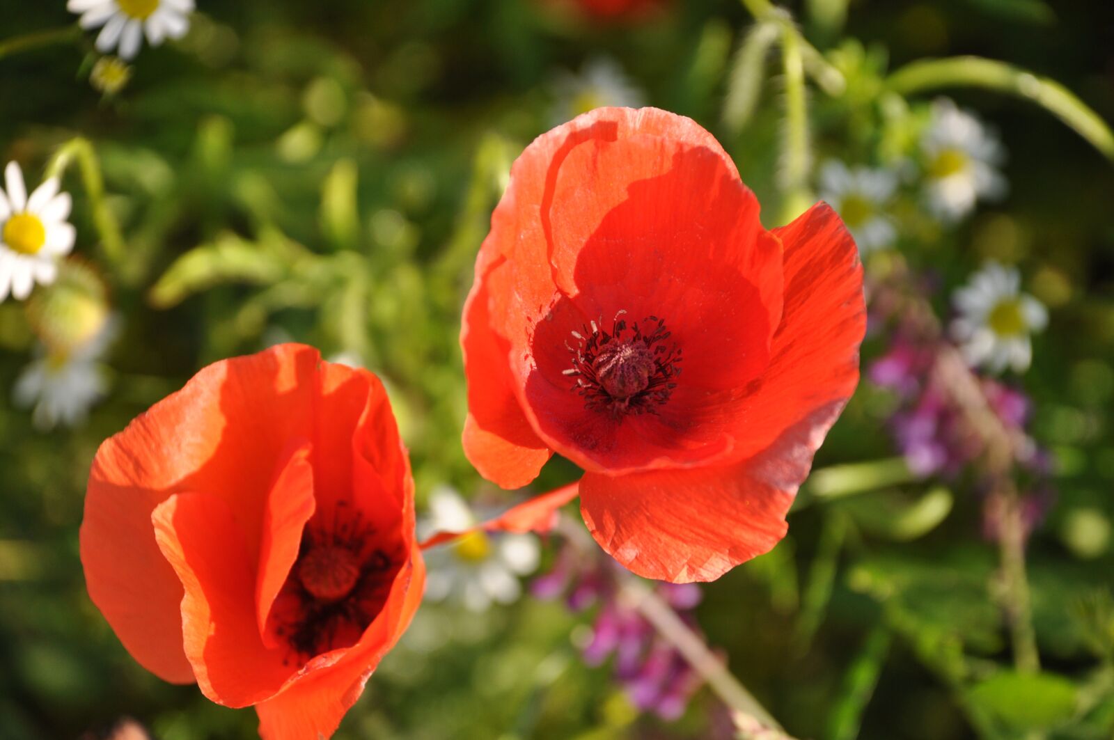 Nikon D90 sample photo. Poppy, field of poppies photography