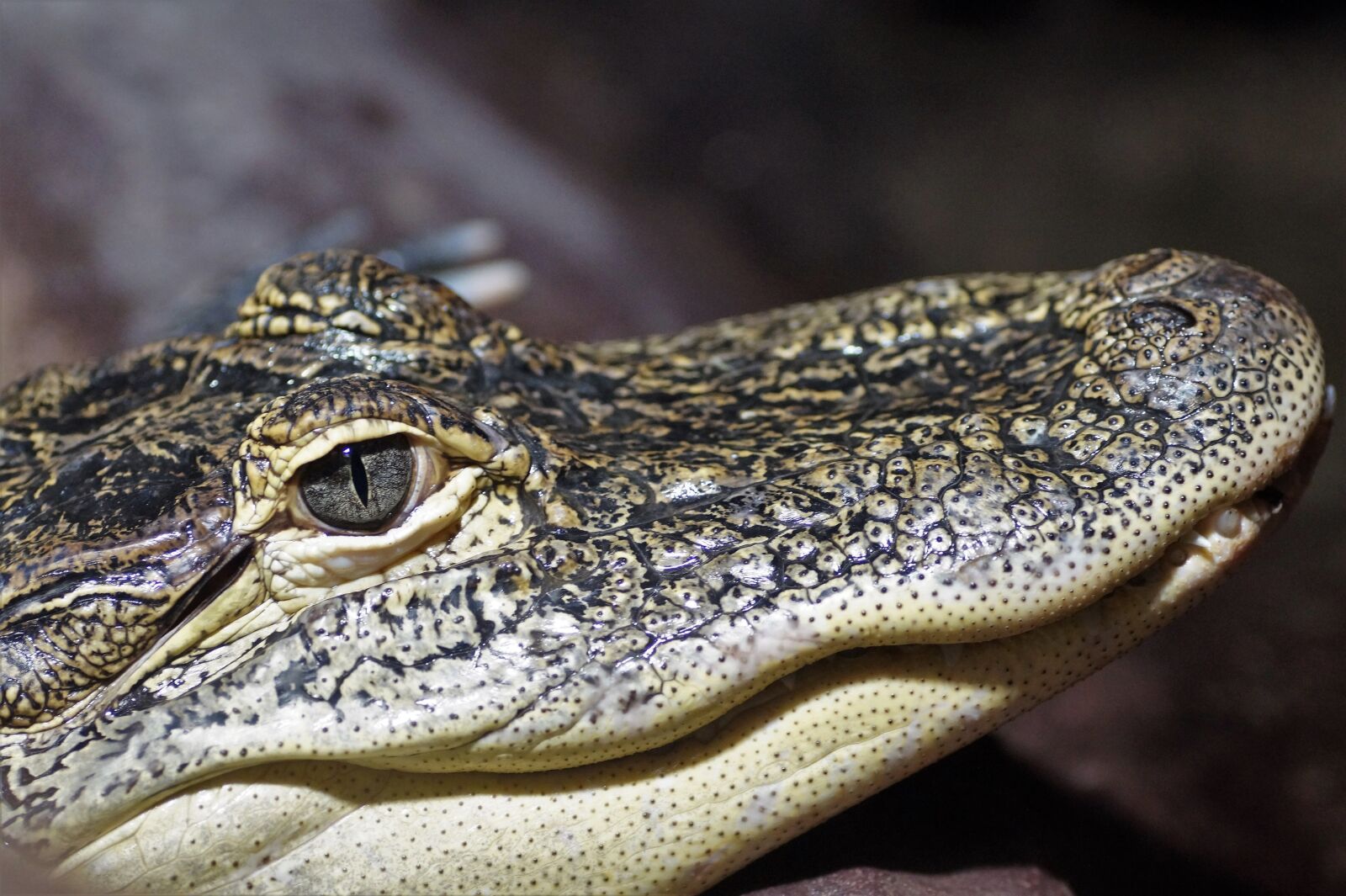 Sony SLT-A58 sample photo. Crocodile, alligator, reptile photography
