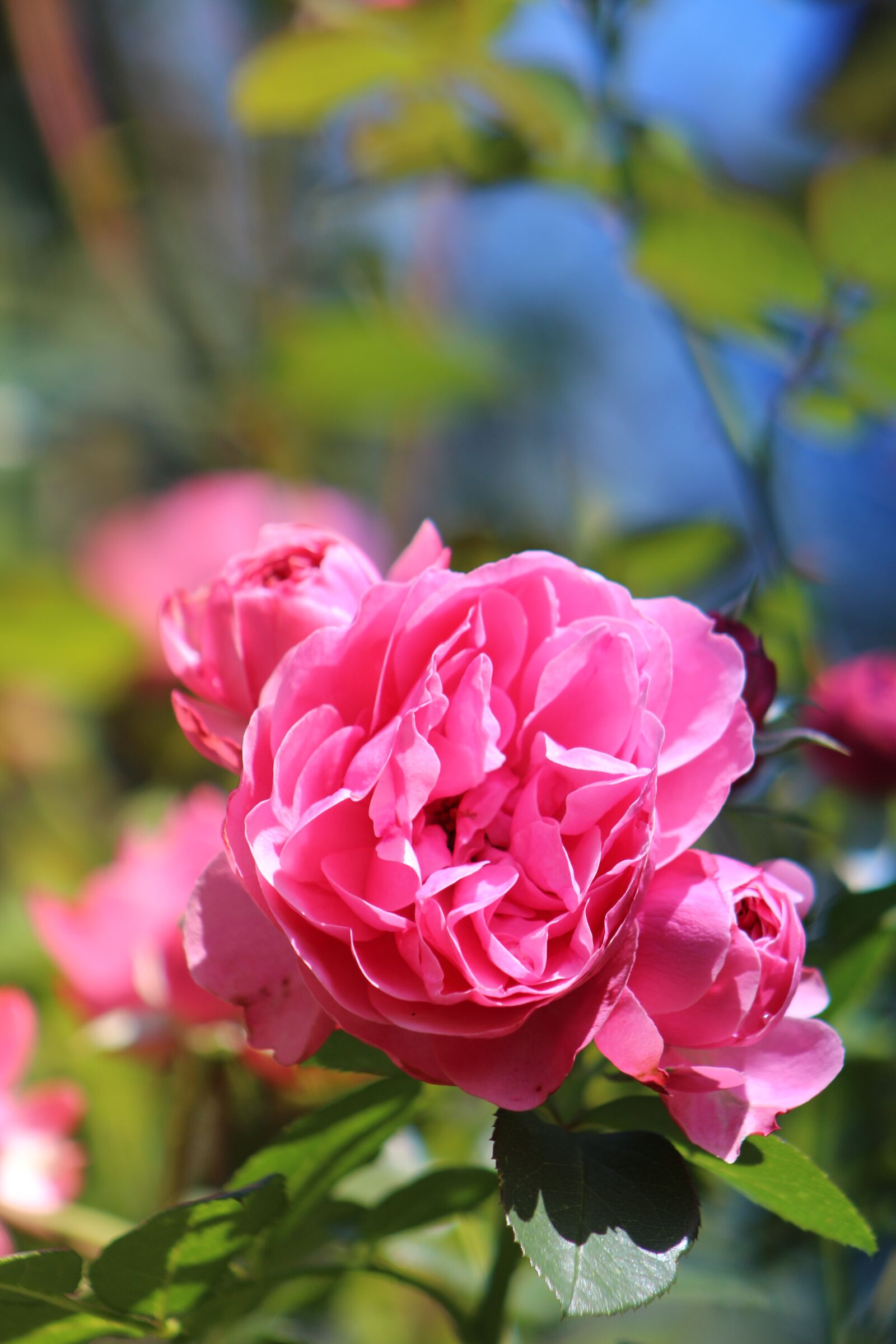 Canon EF75-300mm f/4-5.6 sample photo. Flowers, nature, summer photography