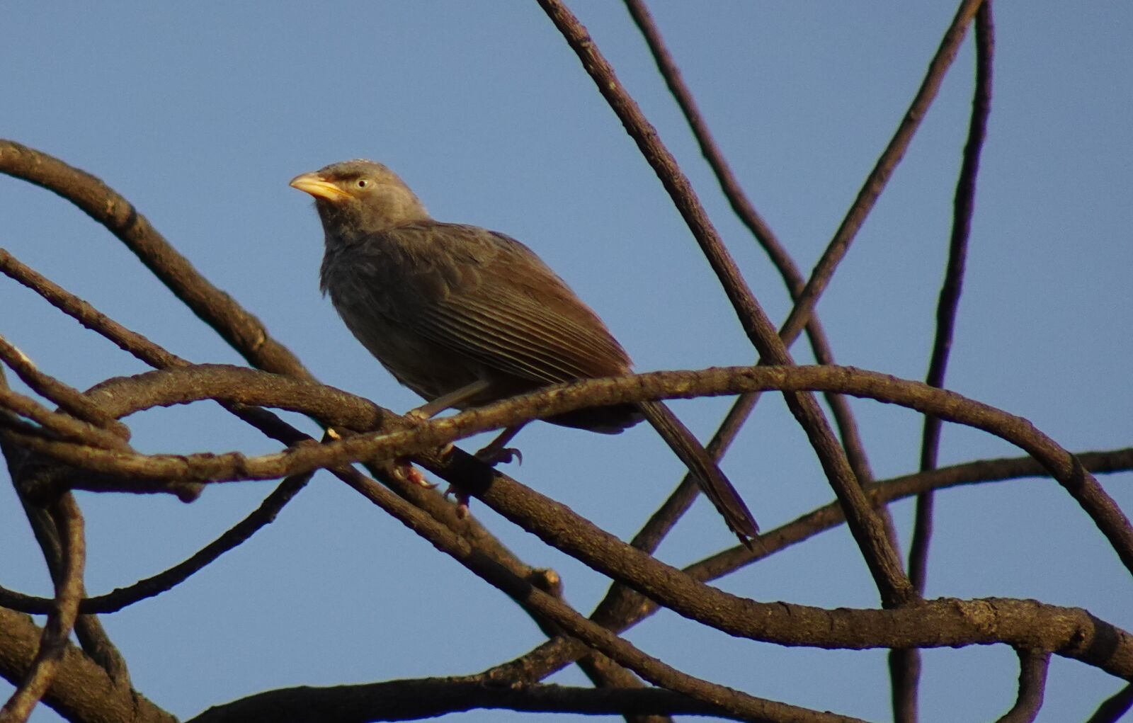 Sony DSC-WX800 sample photo. Bird, babbler, jungle babbler photography