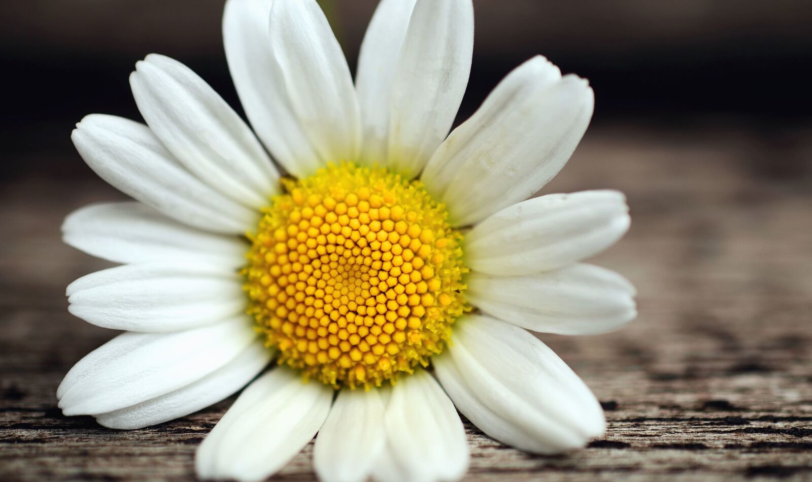 Nikon D5100 sample photo. Pollen, petal, daisy, surface photography