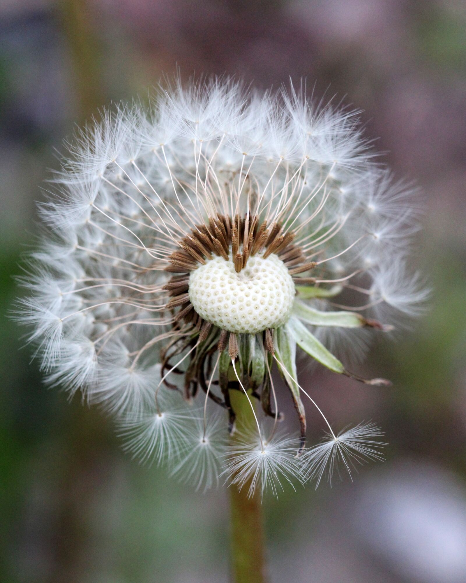 Canon EOS 600D (Rebel EOS T3i / EOS Kiss X5) + Canon EF 100mm F2.8 Macro USM sample photo. Dandelion, weeds, plant photography