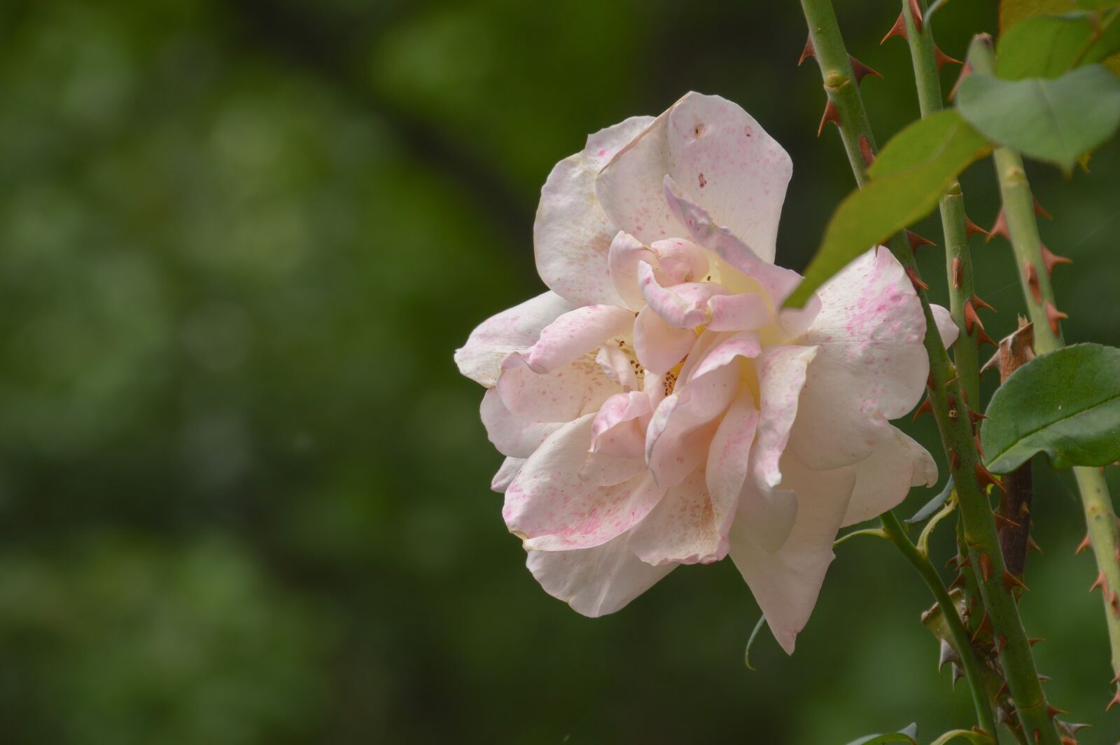 Nikon D3200 sample photo. Flowers, nature, blossom photography