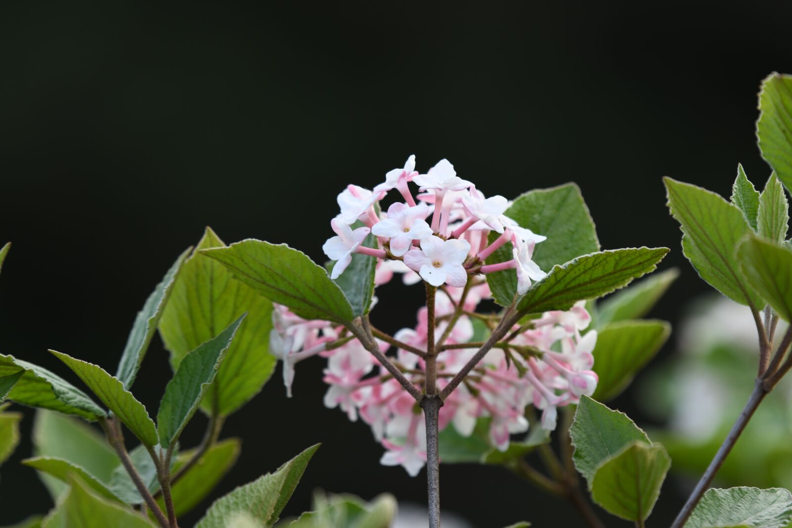 Nikon D850 sample photo. Flower, grass, nature photography