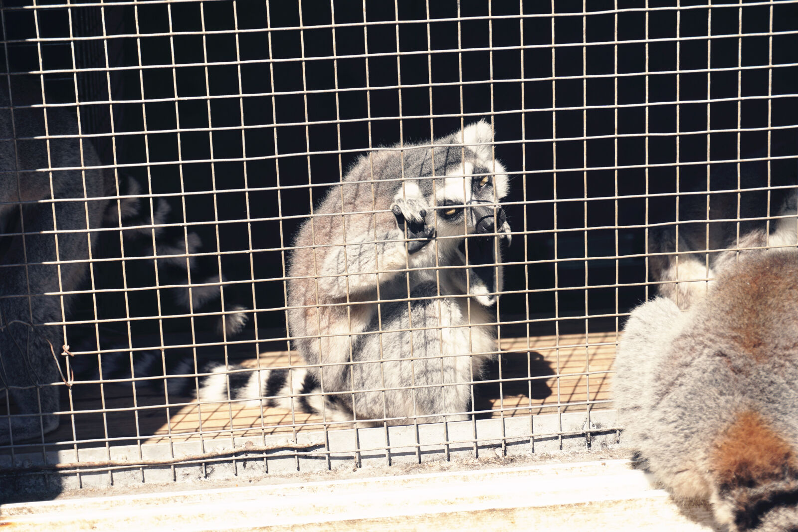 Sony E 16-50mm F3.5-5.6 PZ OSS sample photo. Animal, zoo photography