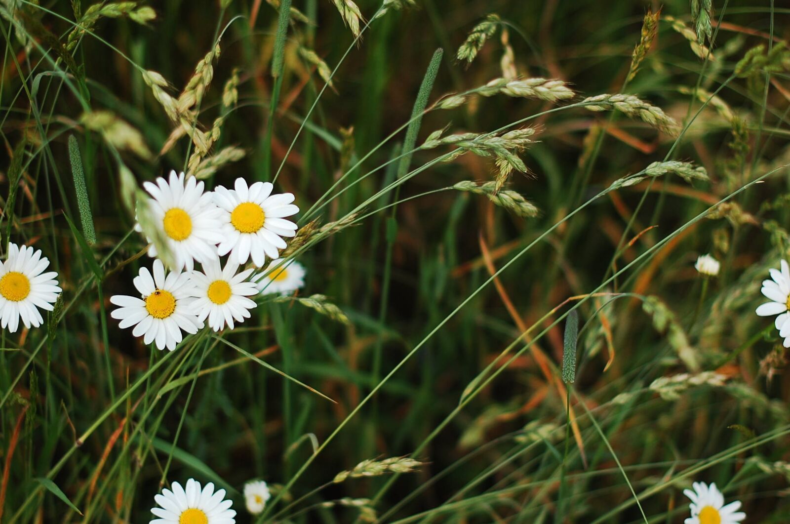 Nikon D40 sample photo. Meadow, grass, field photography