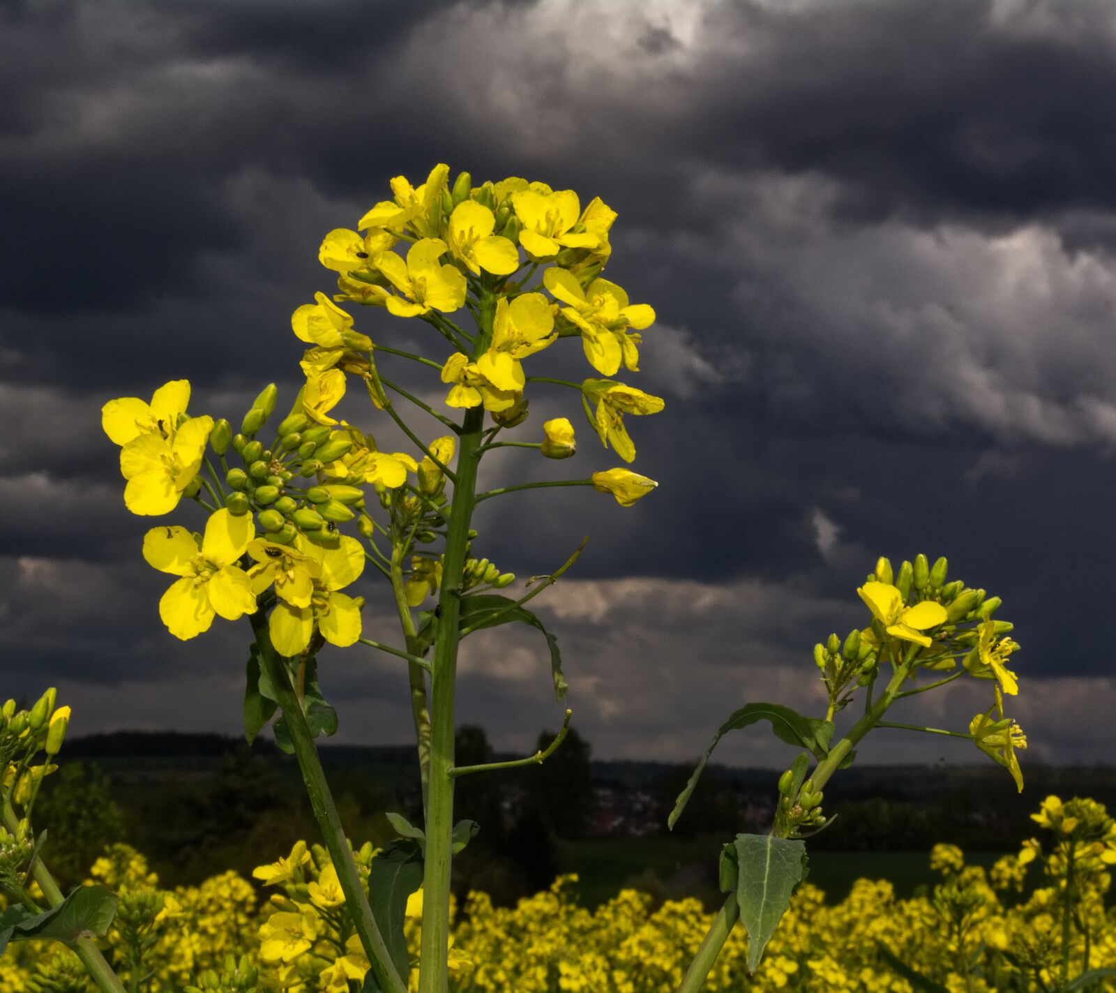 Nikon D5200 sample photo. Nature, landscape, rape photography