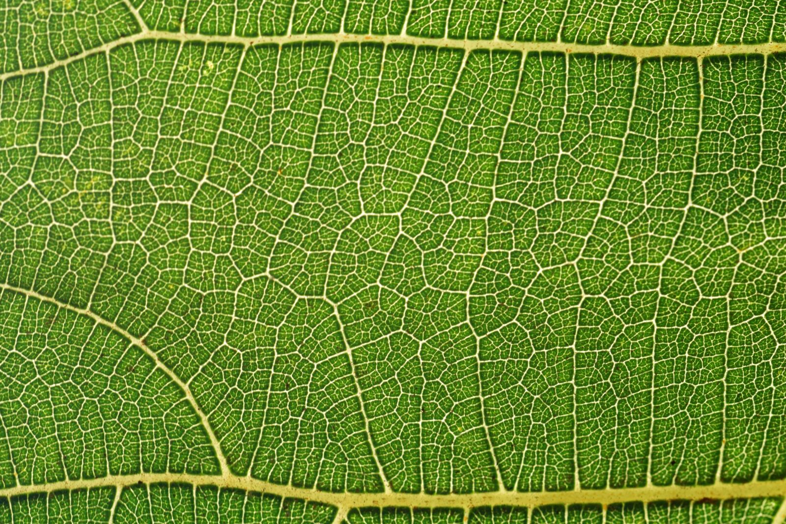 Nikon D3300 sample photo. Flora, green leaf, pattern photography