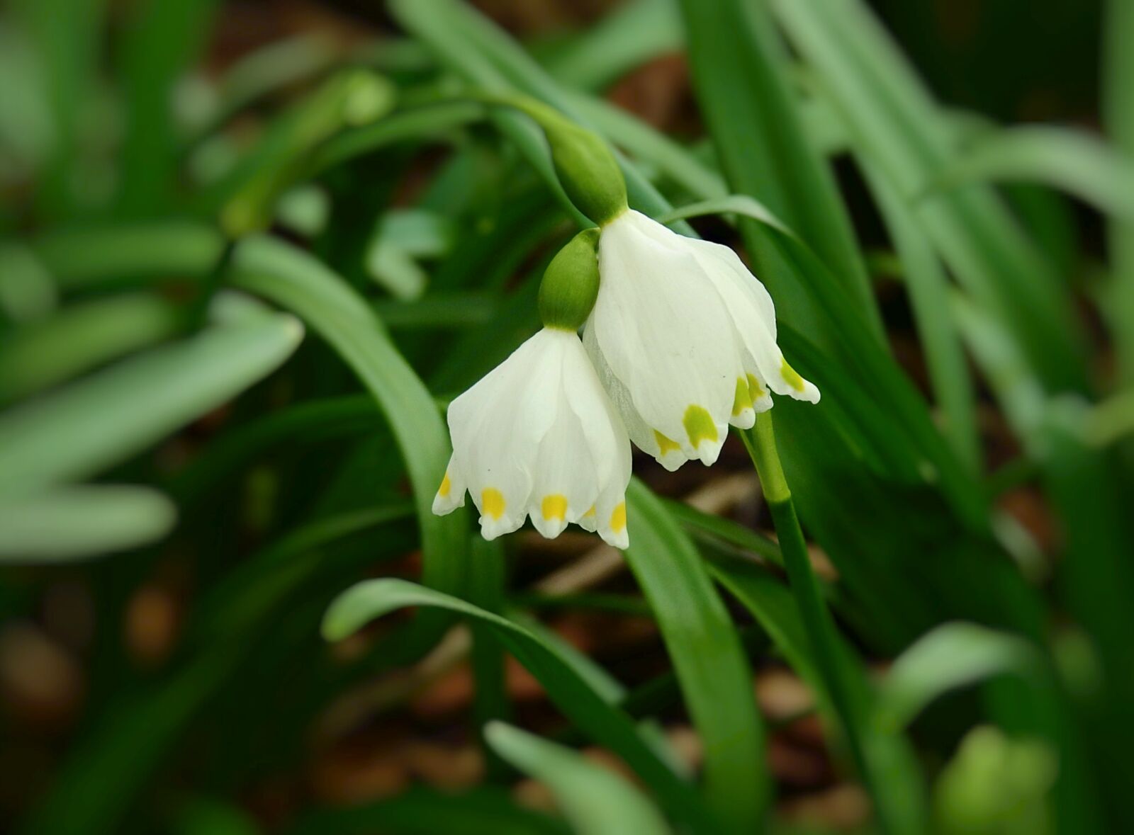 Nikon Coolpix P900 sample photo. Snowdrop, rubella, flowers photography