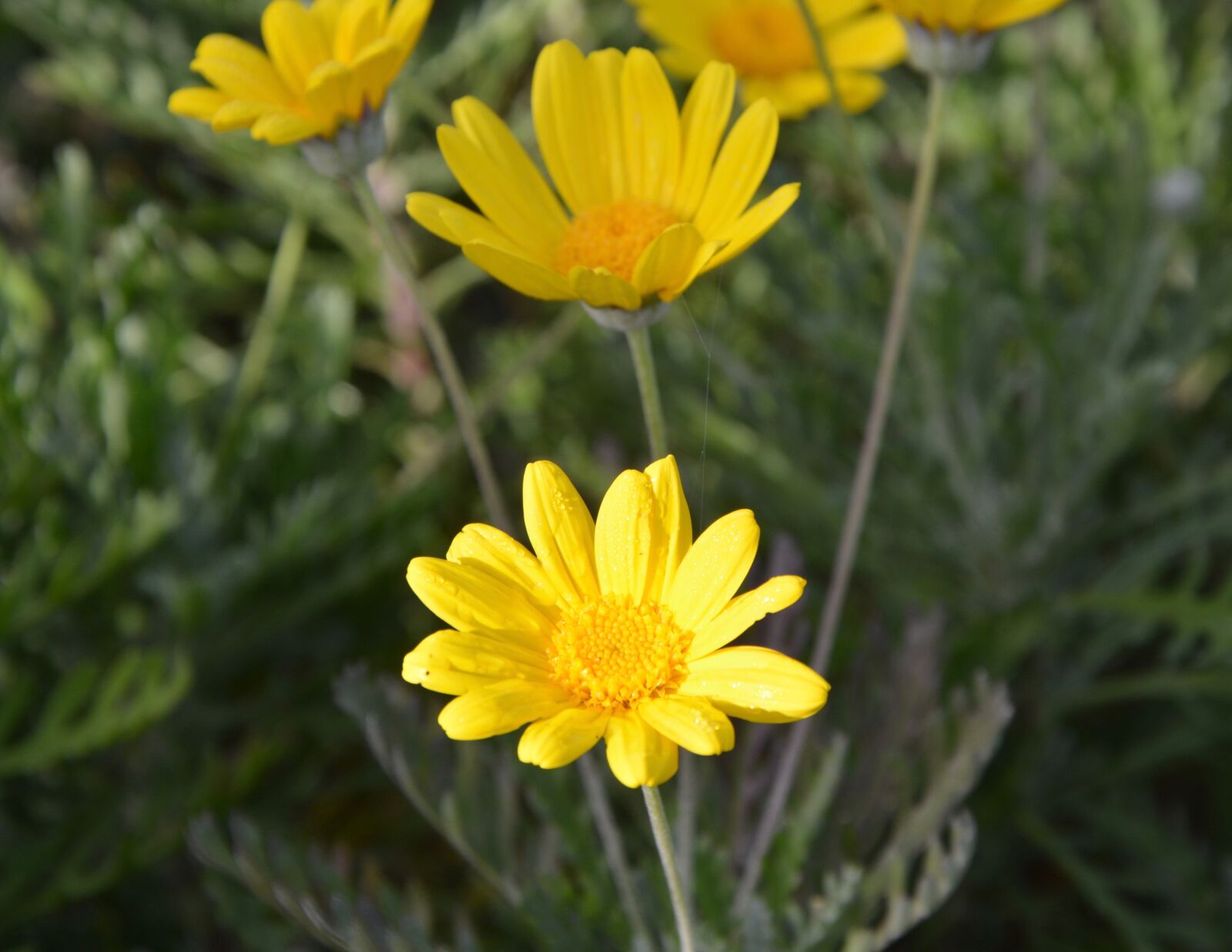 Nikon D5200 sample photo. Yellow flowers, daisies, petals photography