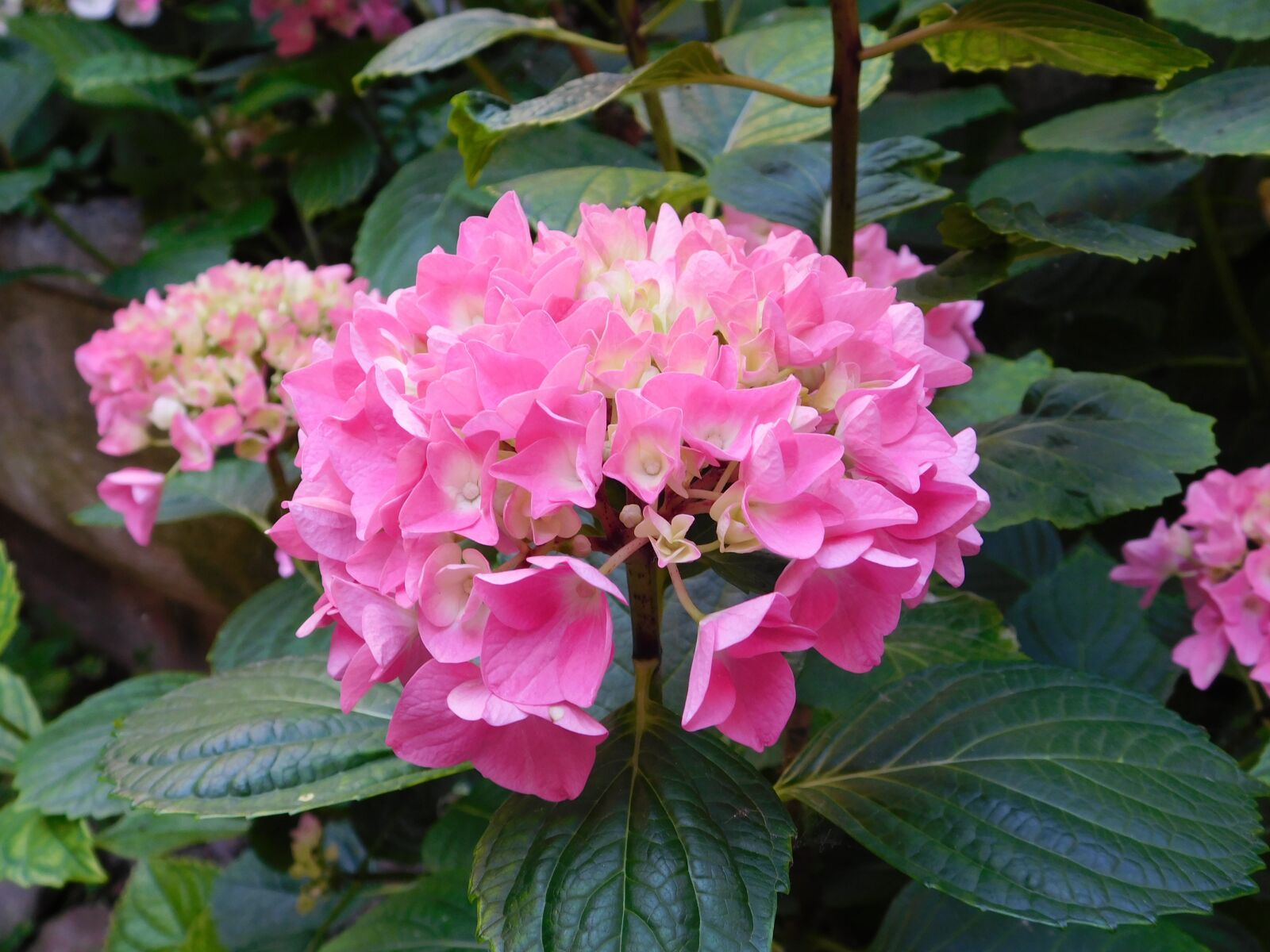 Nikon Coolpix L840 sample photo. Flower, flora, garden photography