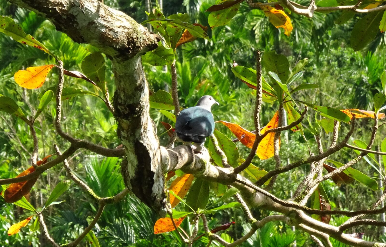 Sony Cyber-shot DSC-HX90V sample photo. Bird, pigeon, andaman green photography