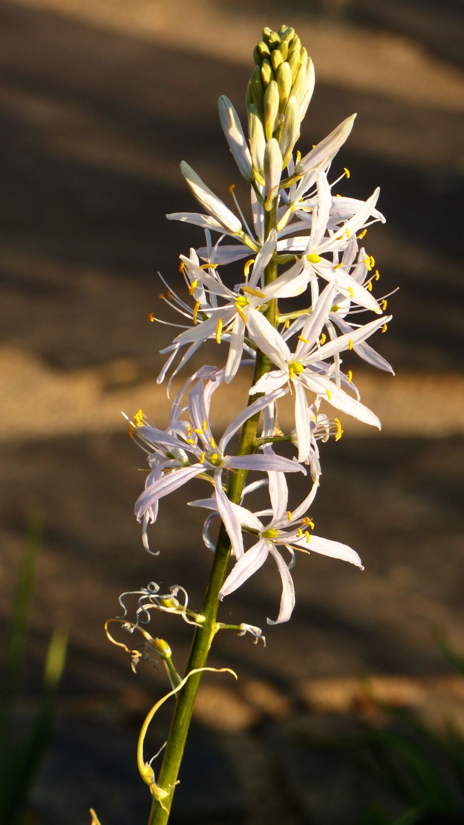 Panasonic Lumix DMC-FZ200 sample photo. Prairie lily, camassia cusickii photography