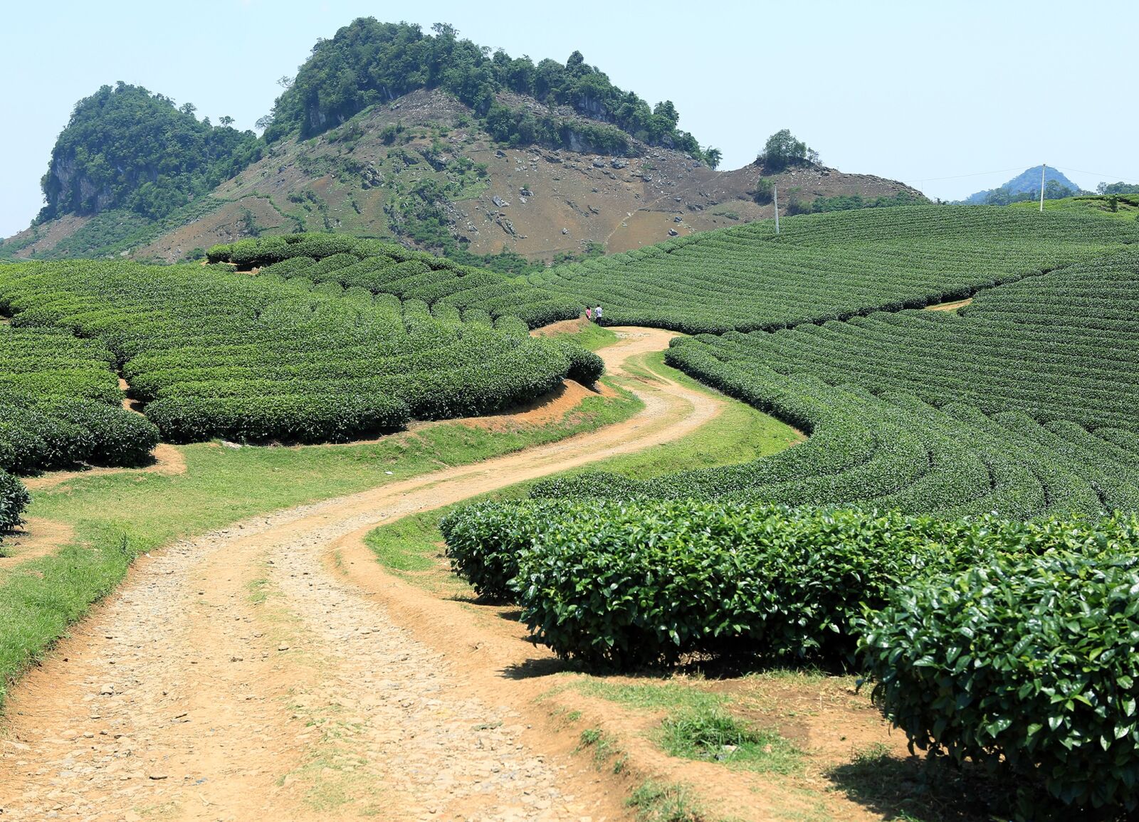 Canon EF 24-70mm F2.8L USM sample photo. Son la, vietnam, plantation photography
