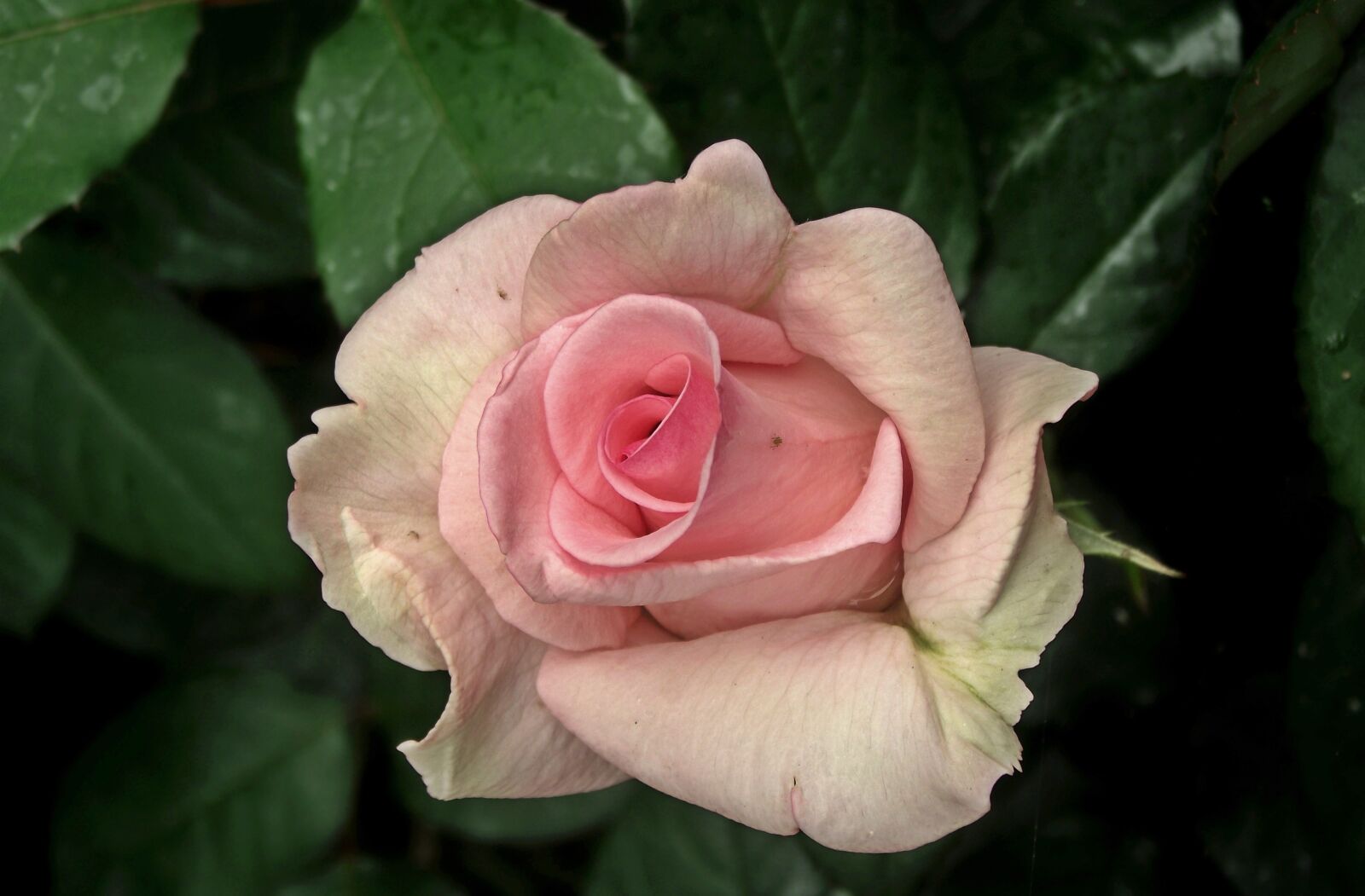 FujiFilm FinePix S1600 (FinePix S1770) sample photo. Flower, rose, pink photography