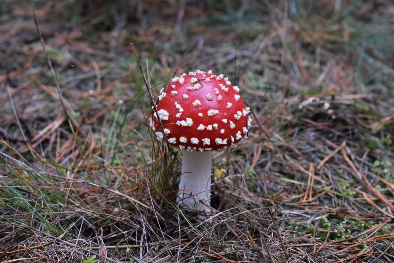 Nikon D3300 sample photo. Mushroom, nature, forest photography