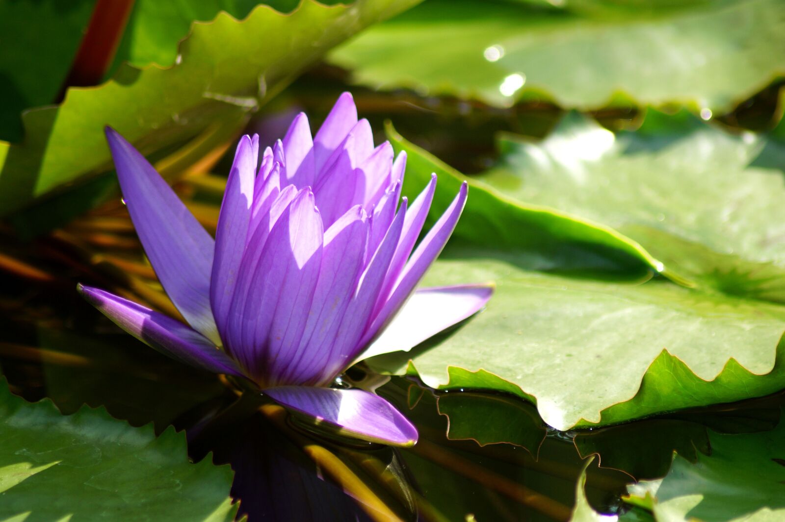 Sony SLT-A58 sample photo. Water lily, flower, nymphaea photography