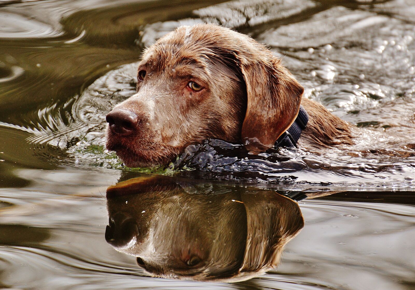 Nikon D3200 sample photo. Dog, swim, wet photography