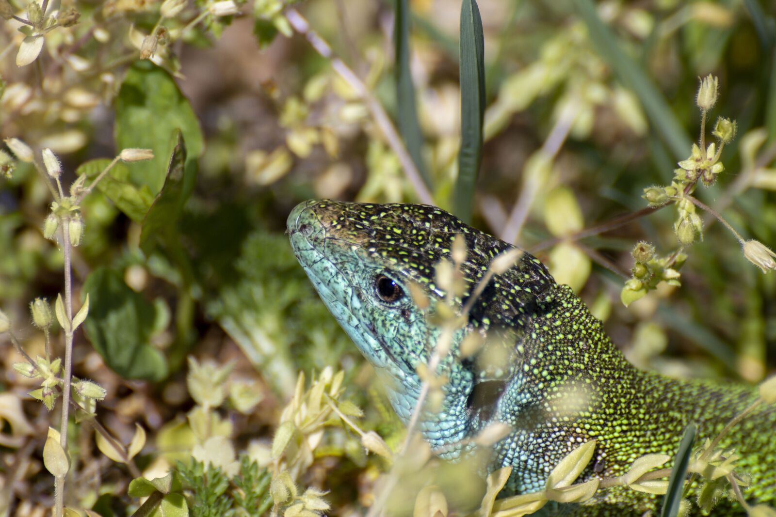 Canon EOS 600D (Rebel EOS T3i / EOS Kiss X5) sample photo. The lizard, reptile, nature photography