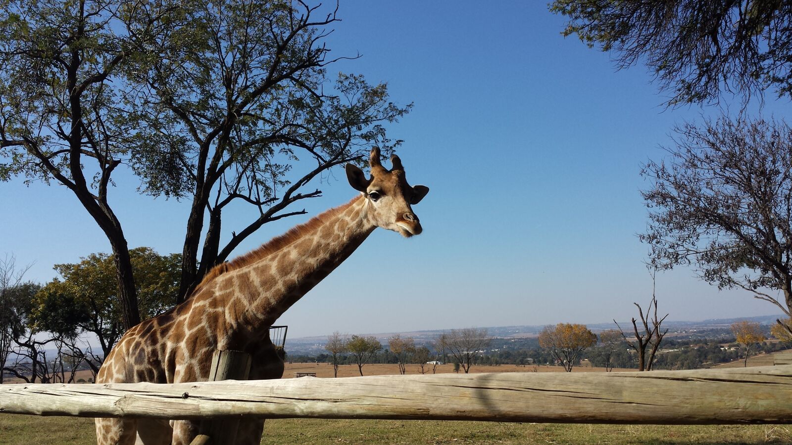 Samsung Galaxy S4 sample photo. Giraffe, africa, wildlife photography