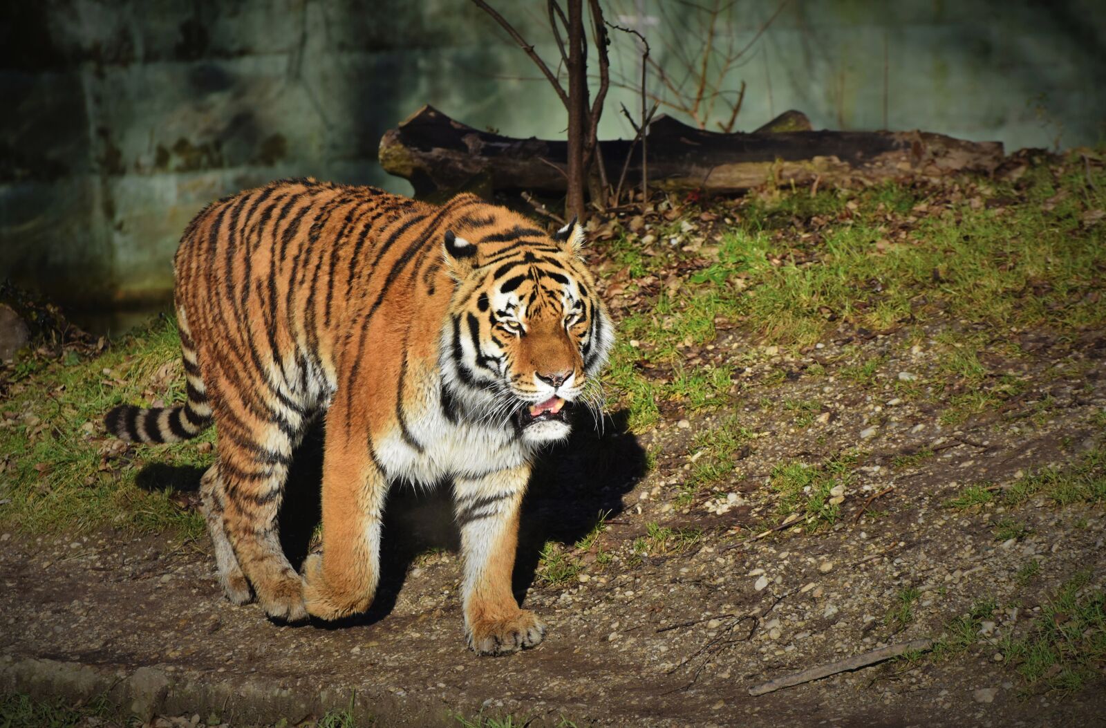Nikon D7200 sample photo. Tiger, siberian tiger, big photography