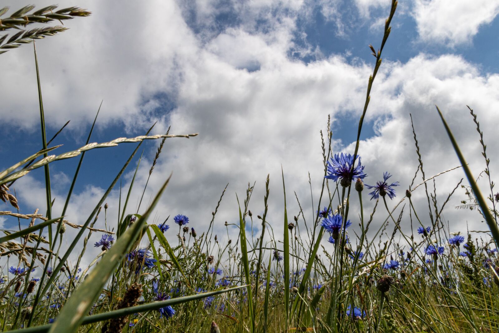 Canon TS-E 90mm F2.8 Tilt-Shift sample photo. Sky, grass, cornflowers photography
