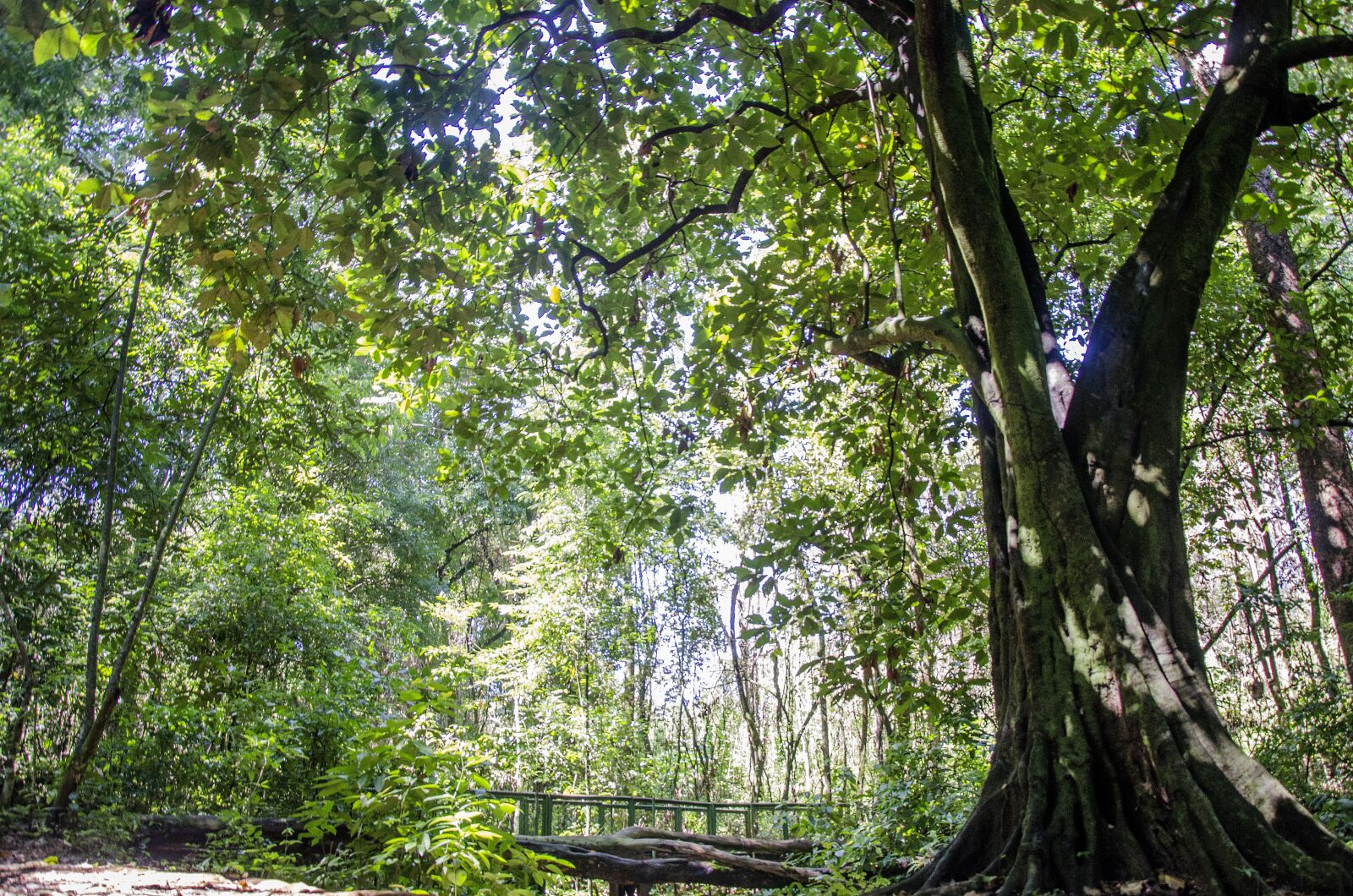 Nikon D7000 sample photo. Jardim bot nico, goi photography