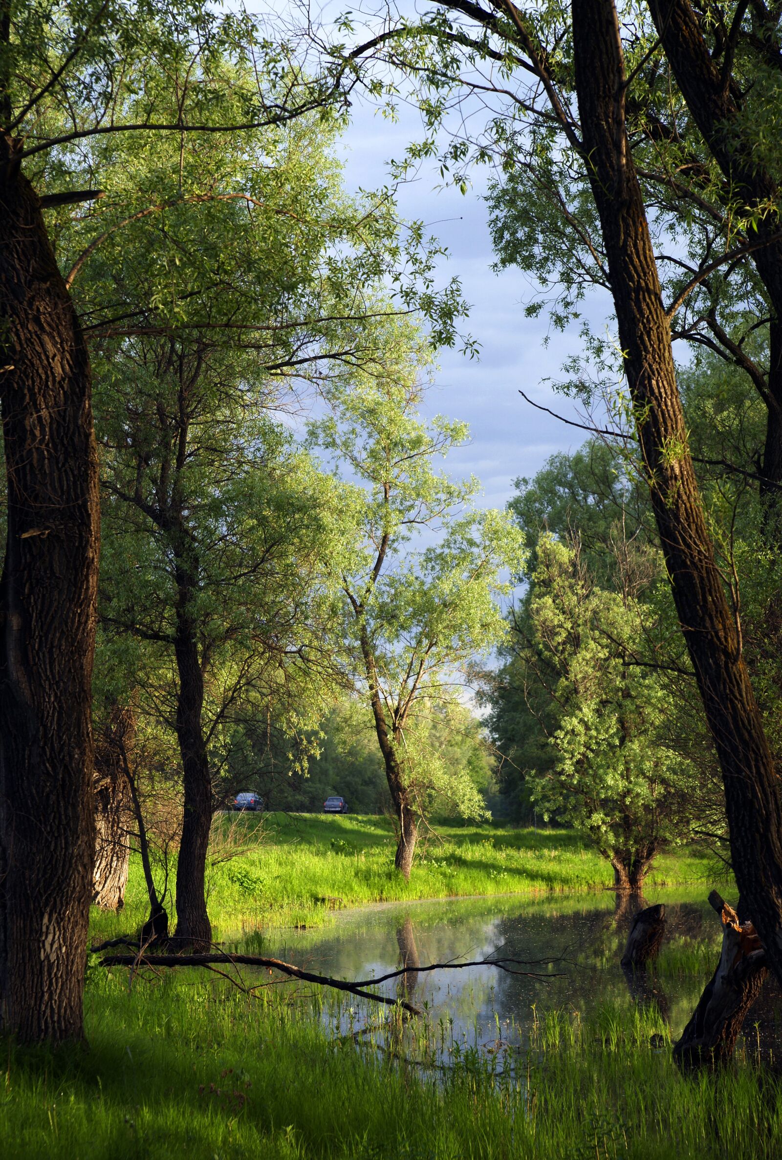 Sony Alpha DSLR-A850 sample photo. Summer, morning, nature photography