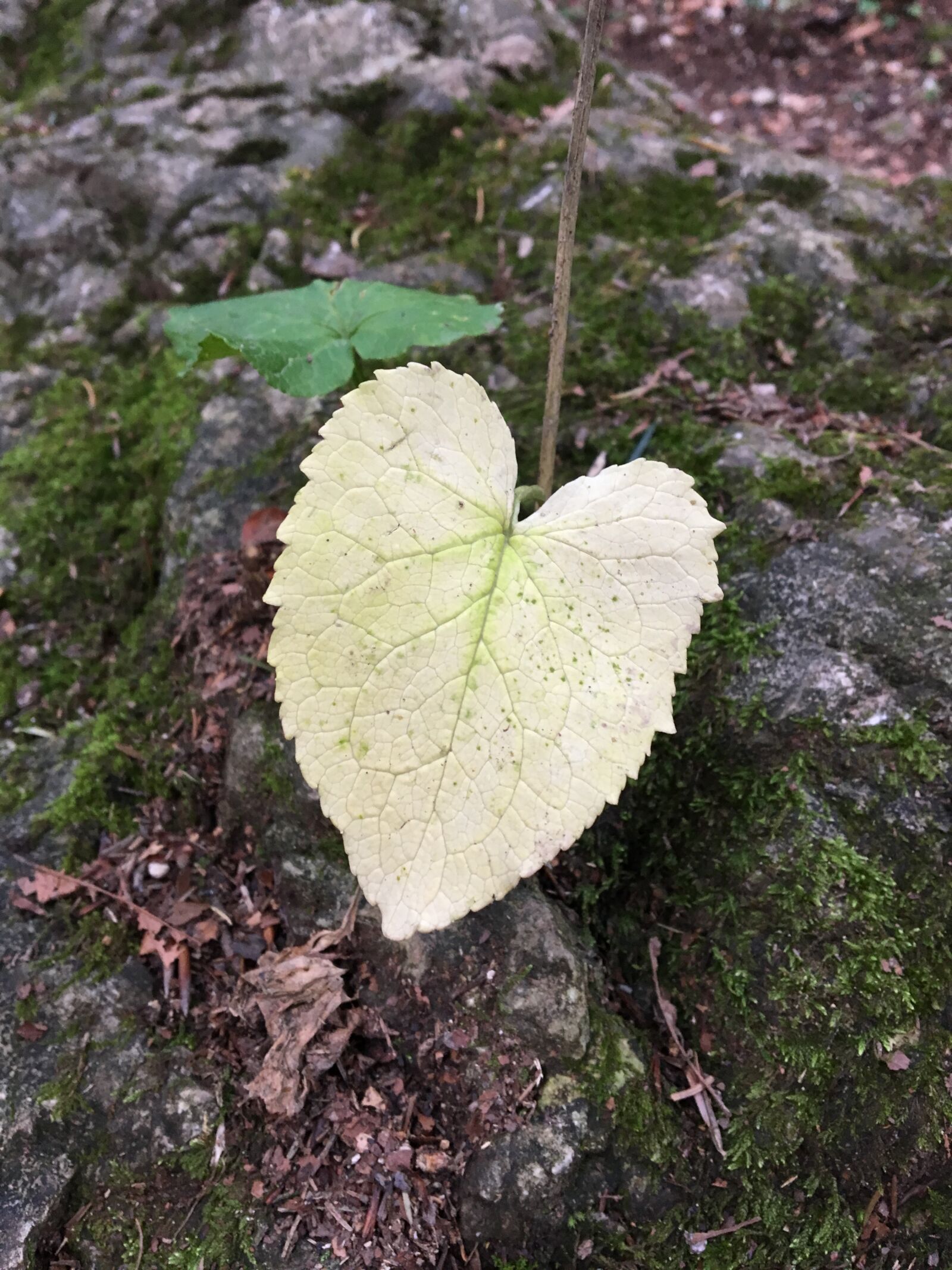 Apple iPhone 6s sample photo. Forest, heart, leaf, love photography