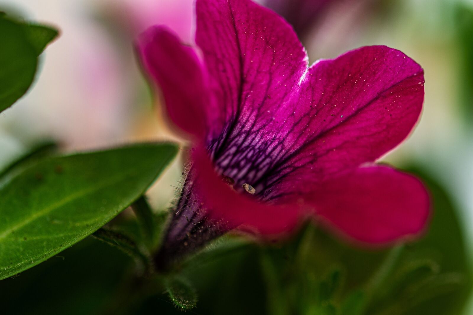 Nikon D7100 sample photo. Flower, in bloom, spring photography