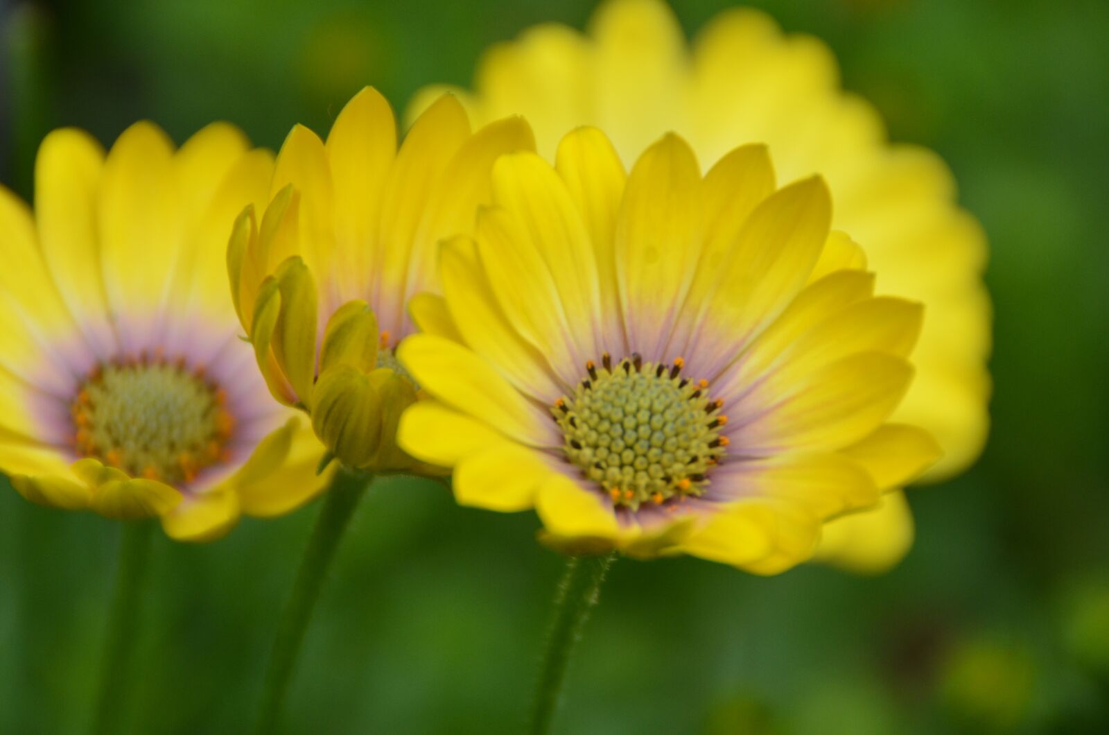 Nikon D5100 sample photo. Flowers, yellow, daisies photography
