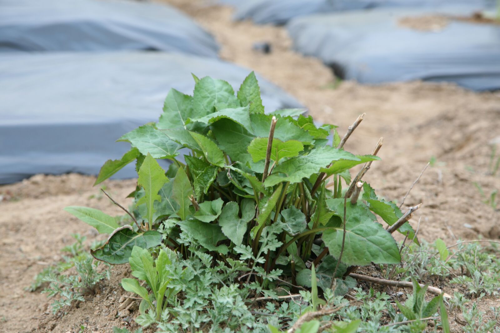 Canon EOS 5D sample photo. Wild plant, eatable, spring photography