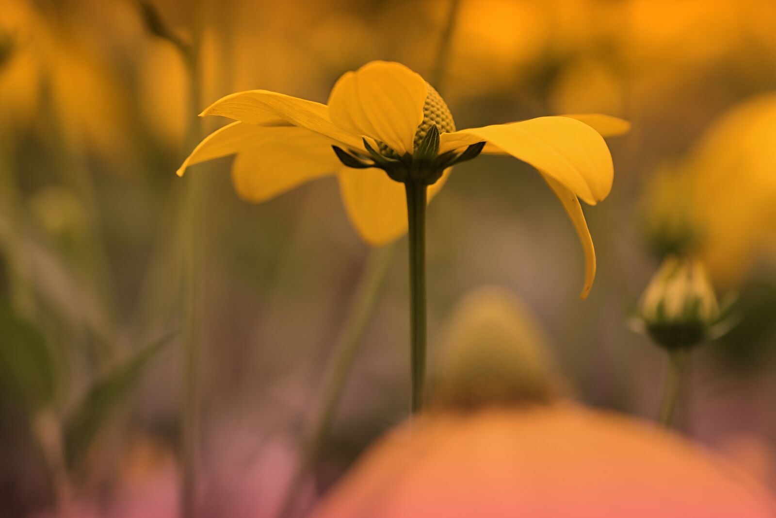 Tamron SP 90mm F2.8 Di VC USD 1:1 Macro sample photo. Flower, blossom, bloom photography