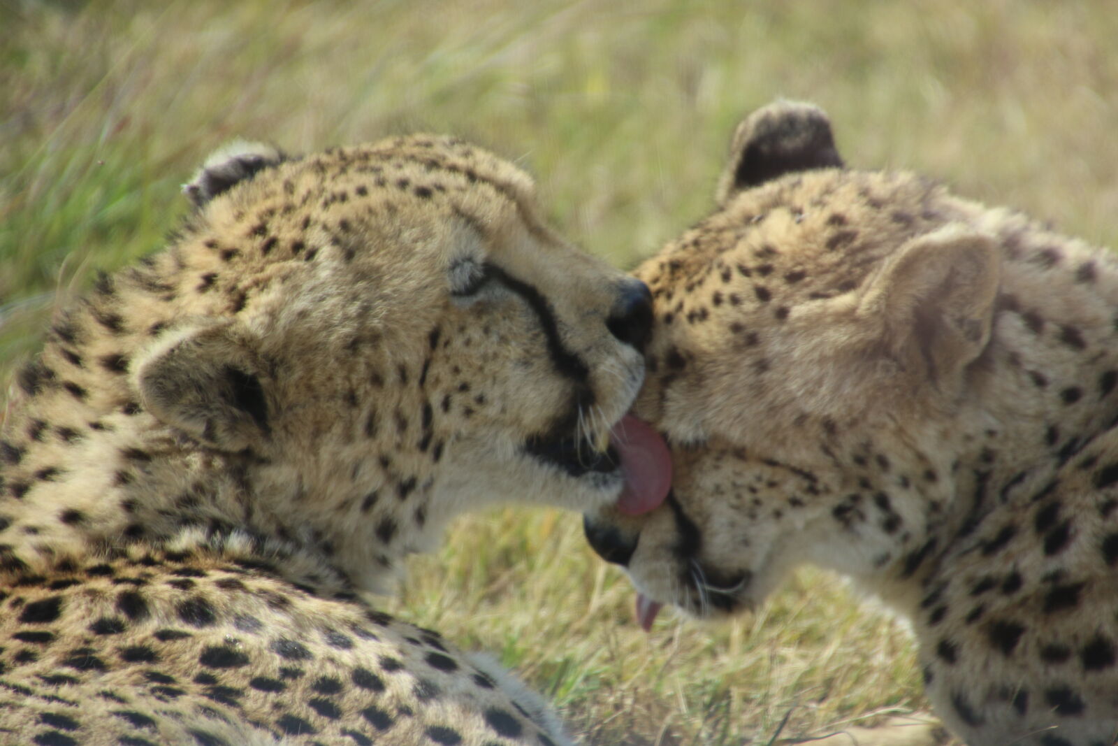 Canon EOS 7D Mark II sample photo. Cheetahs, couple, cute, dangerous photography