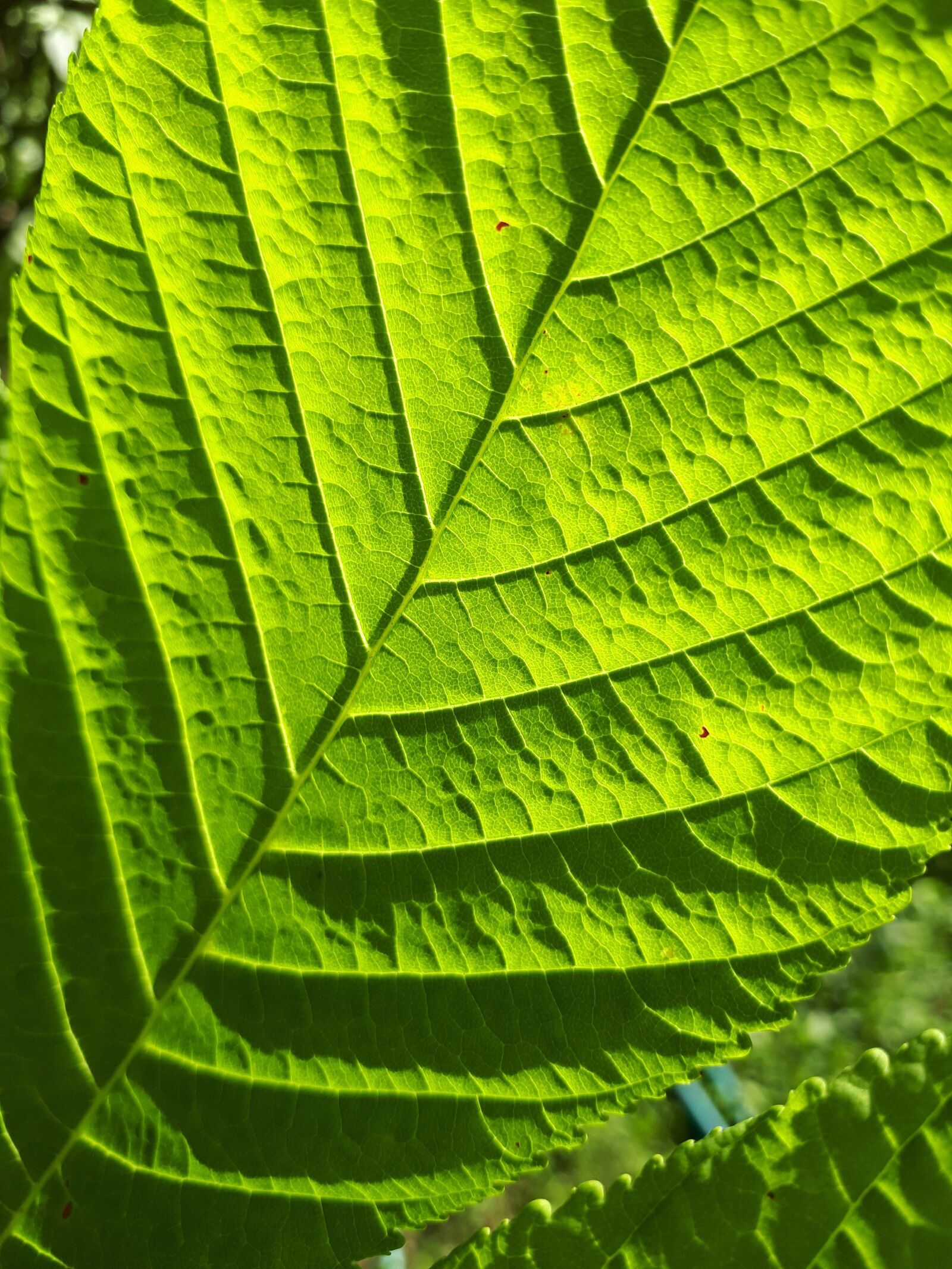 Samsung Galaxy A5(2017) sample photo. Sheet, green, nature photography