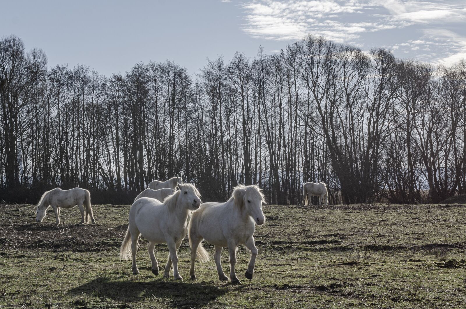 Nikon D7000 sample photo. Horse, horses, camargue photography