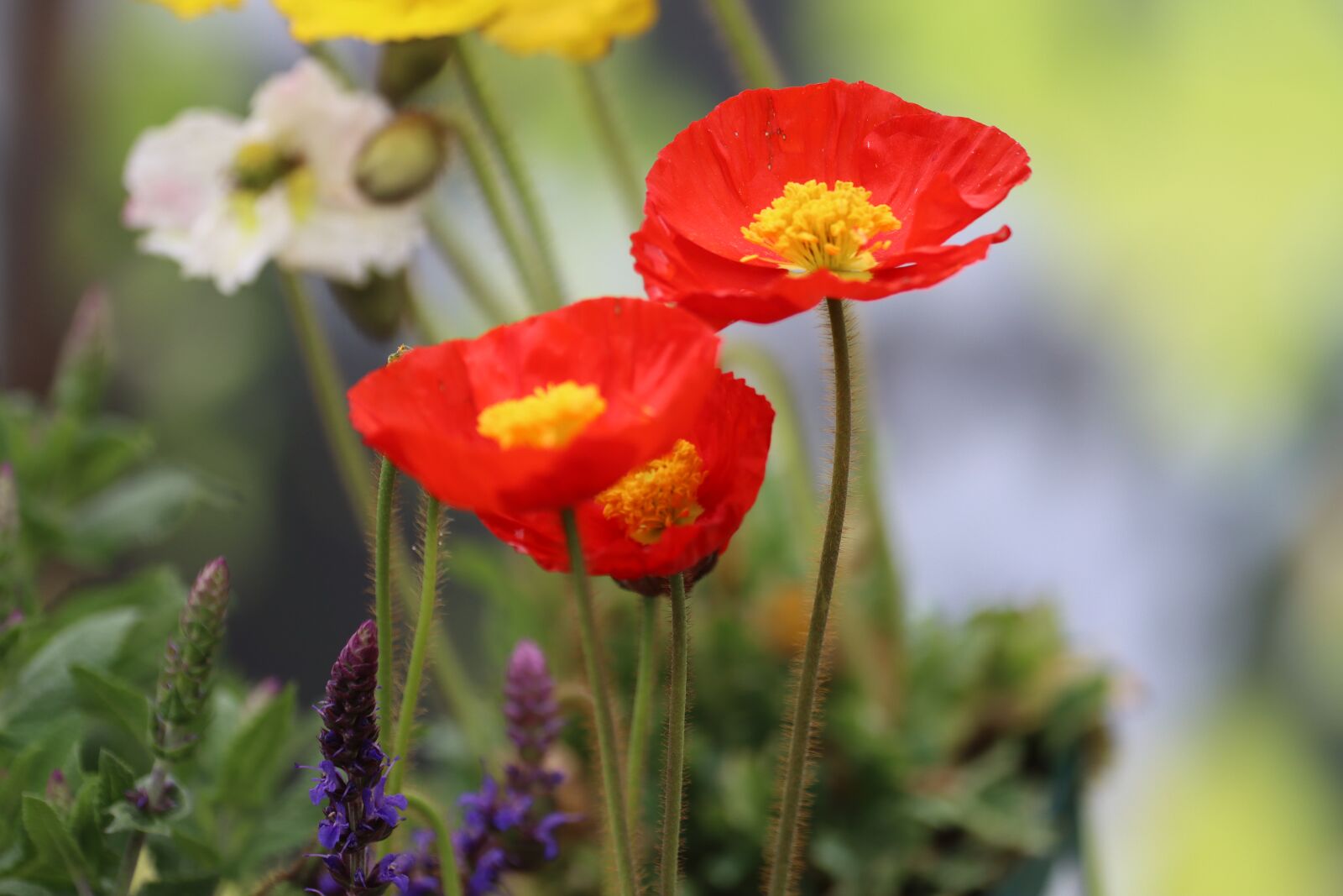 Canon EOS 90D sample photo. Poppy, sage color, meadow photography