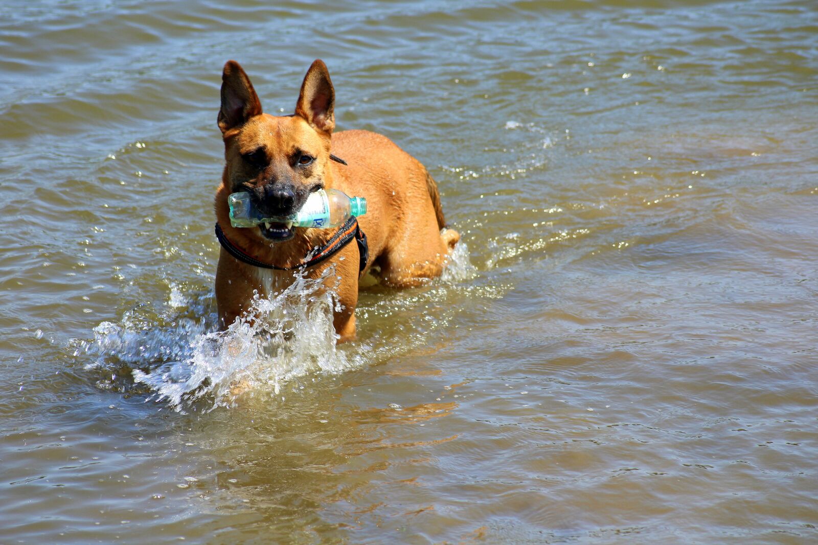 Canon EOS 1200D (EOS Rebel T5 / EOS Kiss X70 / EOS Hi) sample photo. Dog, fun, water photography