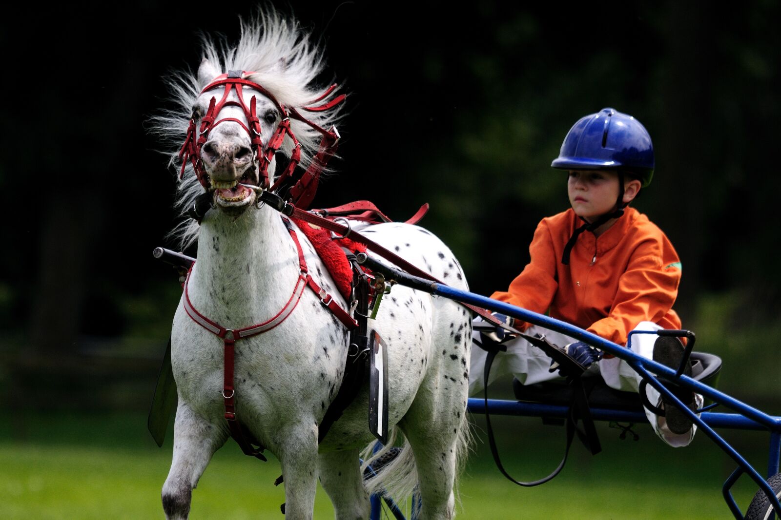 Nikon D300 sample photo. Horse, horse racing, reiter photography