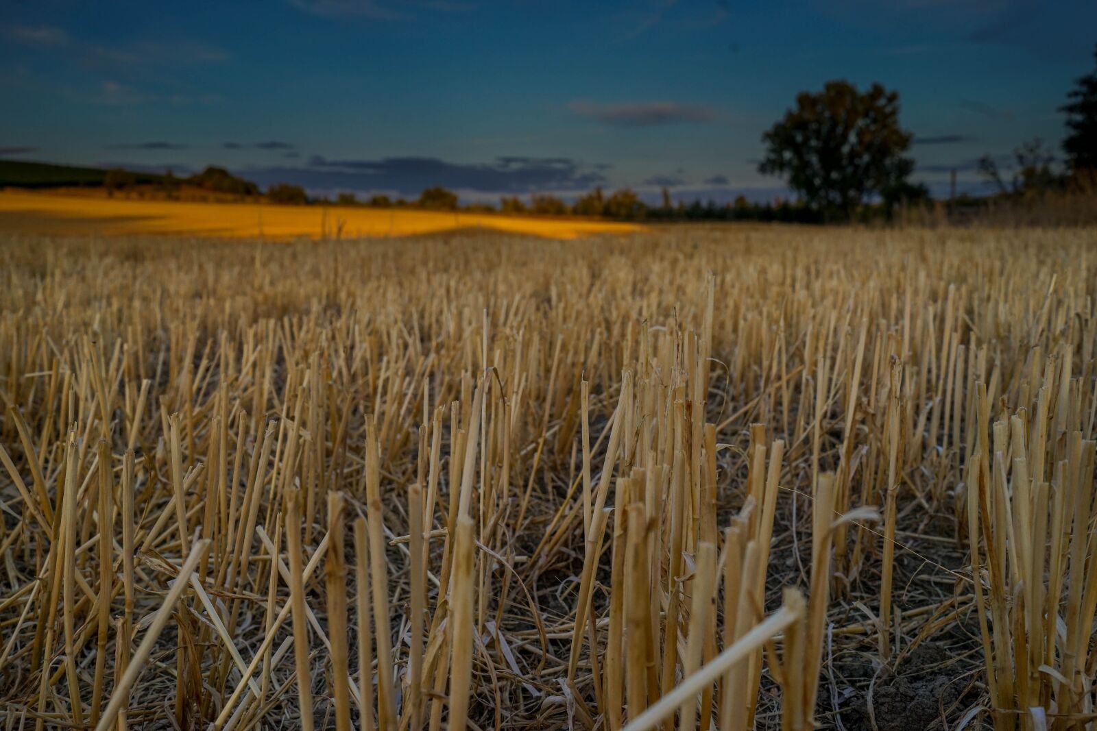 Sony a7 sample photo. Field, cornfield, sunset photography